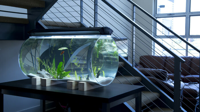 small fish tanks for sale